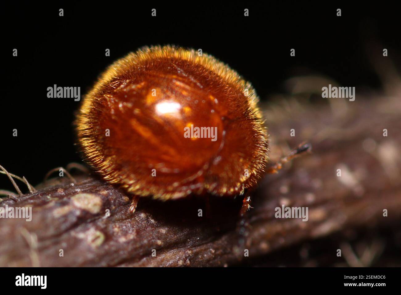 (Stenotarsus), Insecta, Araçariguama, SP, 18147-000, Brasil Stock Photo ...