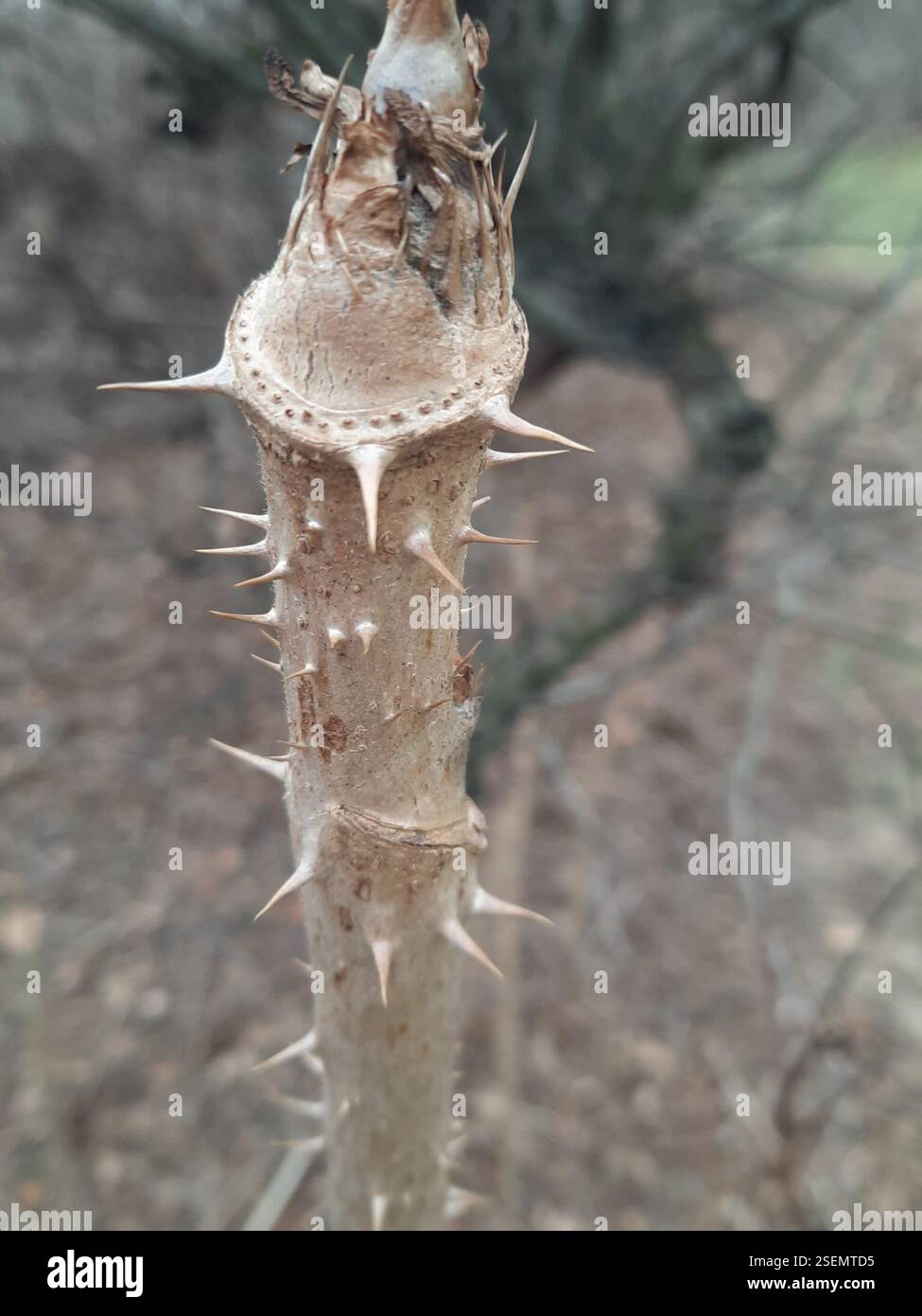Japanese angelica tree (Aralia elata), Plantae, The Bronx, NY 10467 ...
