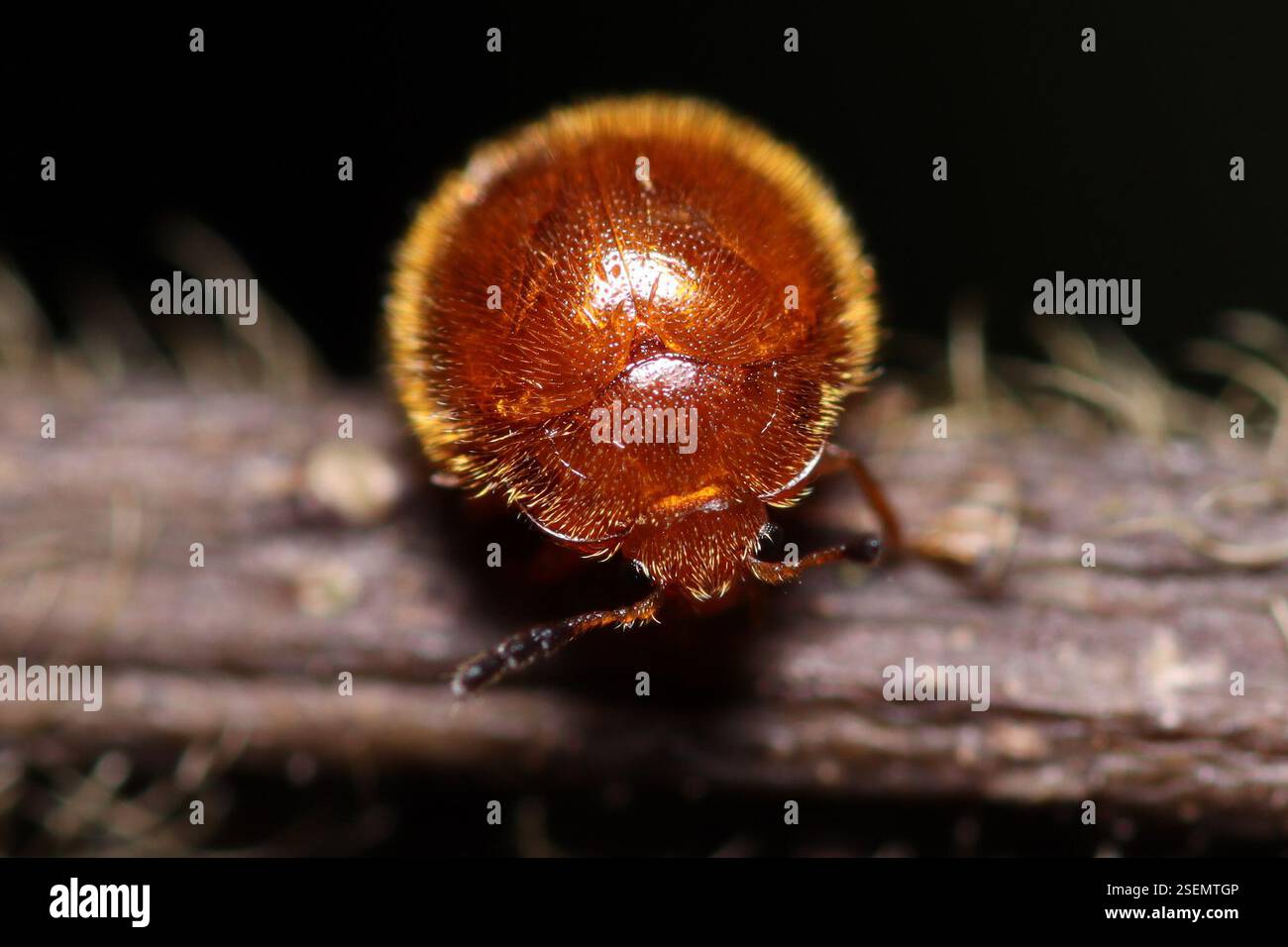 (Stenotarsus), Insecta, Araçariguama, SP, 18147-000, Brasil Stock Photo ...