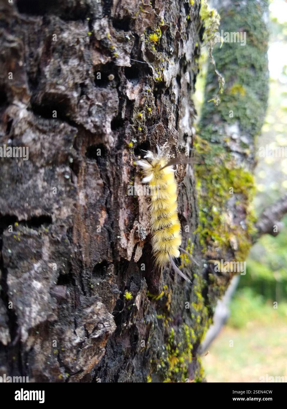 Banded Tussock Moth (Halysidota tessellaris), Insecta, Vermont, US, pic ...
