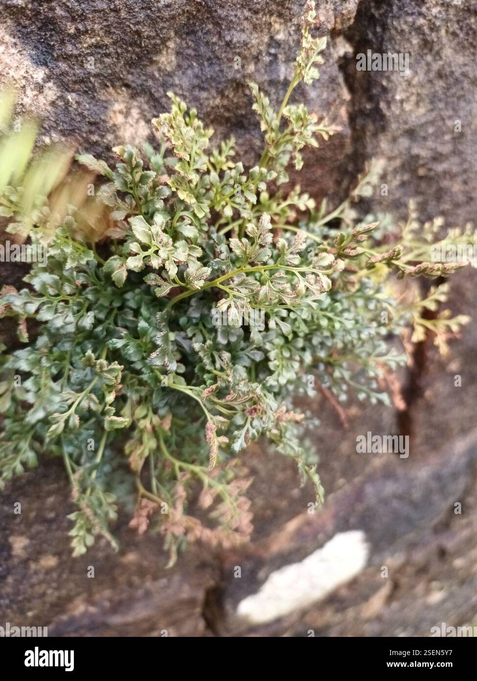 wall-rue (Asplenium ruta-muraria), Plantae, Northumberland, UK Stock ...