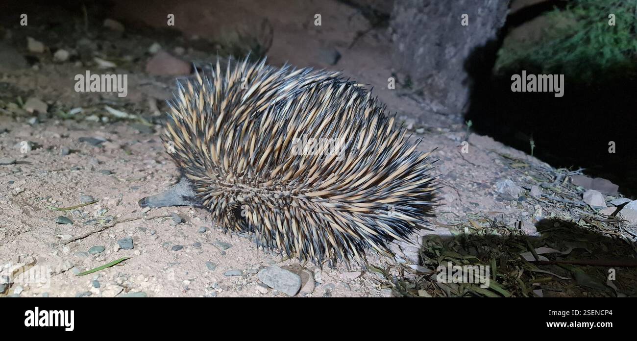 Short-beaked Echidna (Tachyglossus aculeatus), Mammalia, Flinders ...