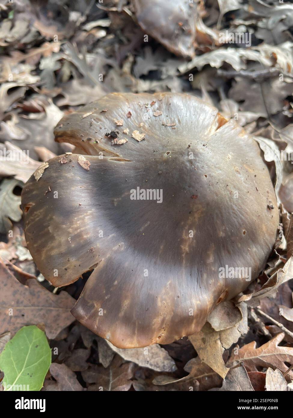 Bleachy Bleachy Entoloma (Entoloma ferruginans), Fungi, Evergreen, San Jose, CA ...