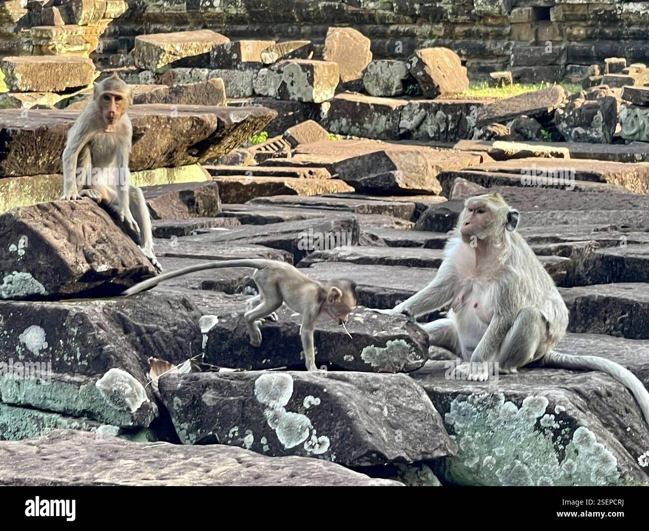 Long-tailed Macaque (Macaca fascicularis), Mammalia, Siemréab, KH, A ...