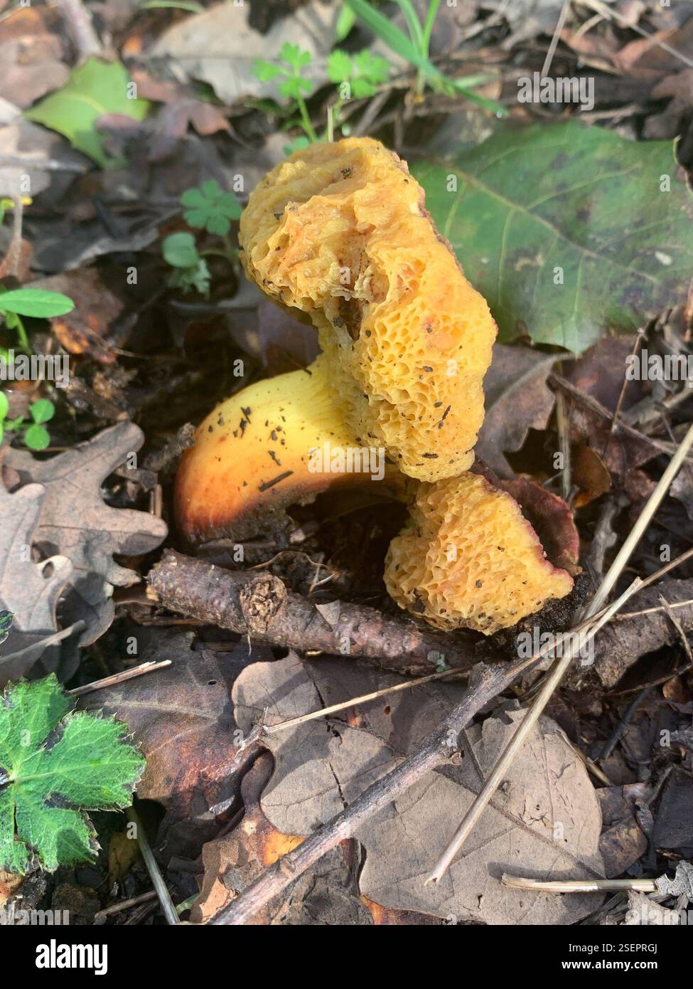 Xerocomellus Fungi Hidden Falls - Xerocomellus Fungi Hidden Falls Regional Park Lincoln Ca Us 2SEPRGJ 