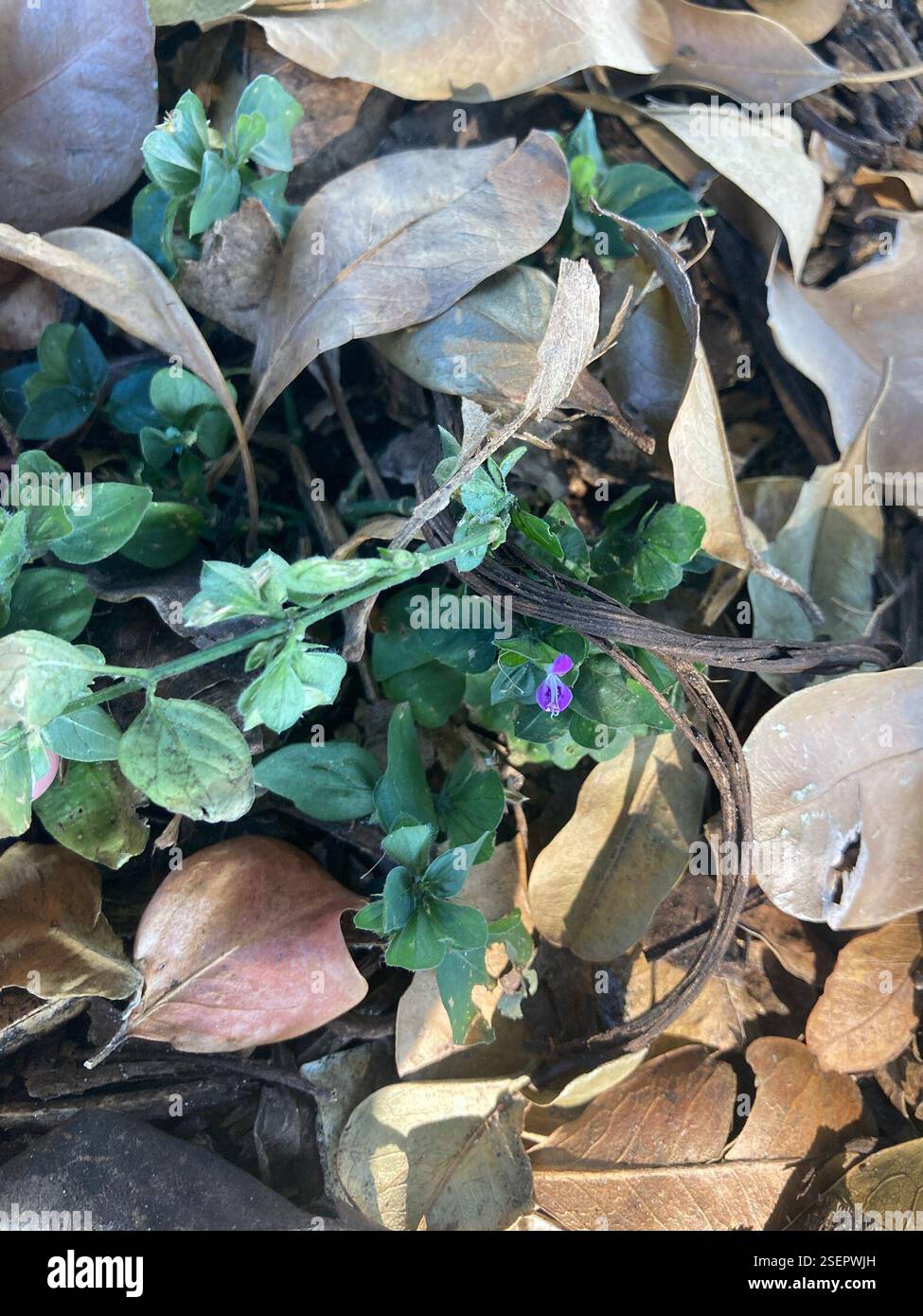 flowering plants (Angiospermae), Plantae, Tanglewood Park, Pembroke ...