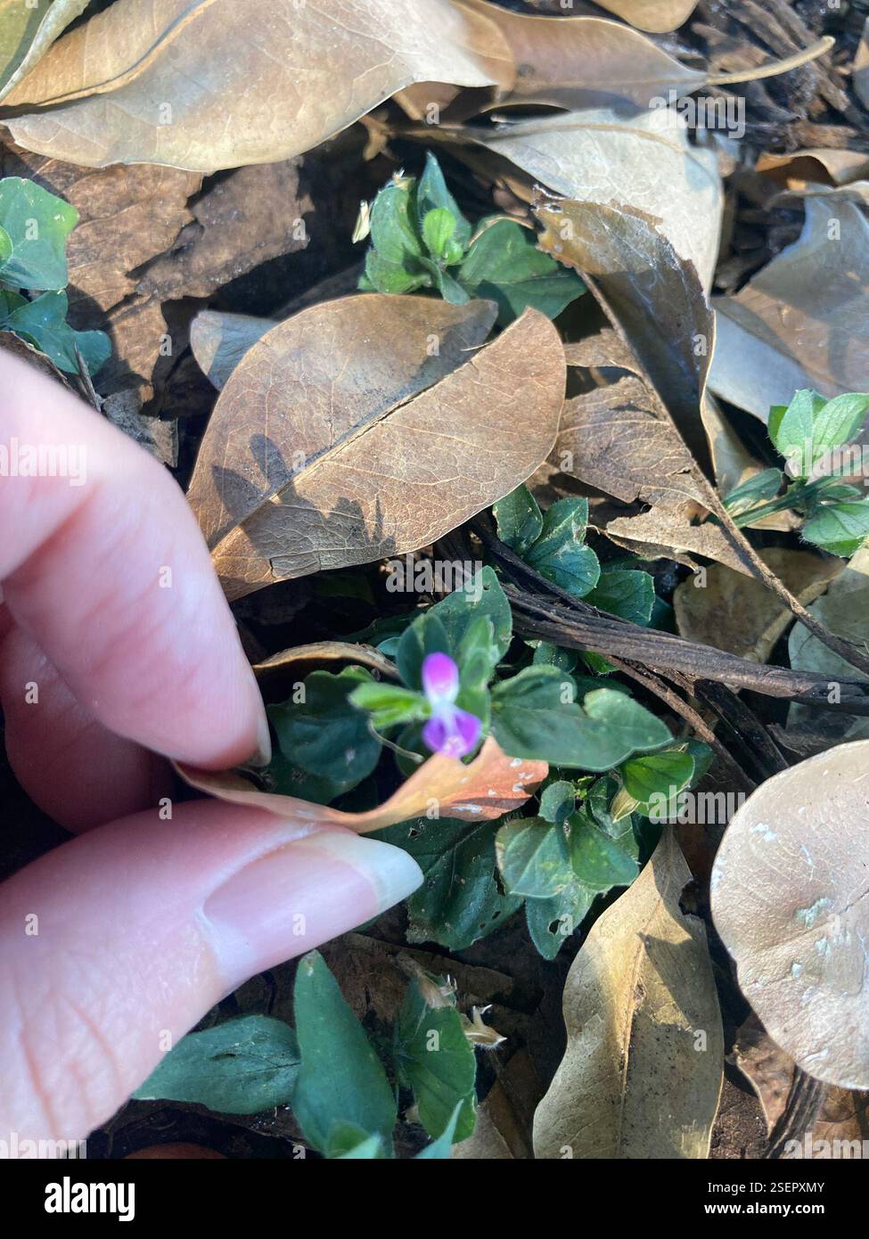 flowering plants (Angiospermae), Plantae, Tanglewood Park, Pembroke ...