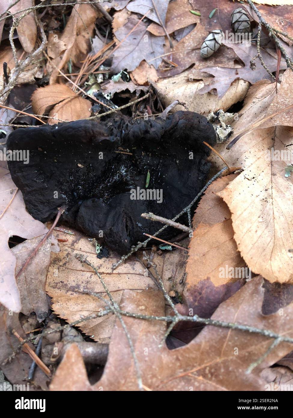 Fungi Including Lichens (Fungi), Fungi, Hartnett-Manhan Memorial Forest ...