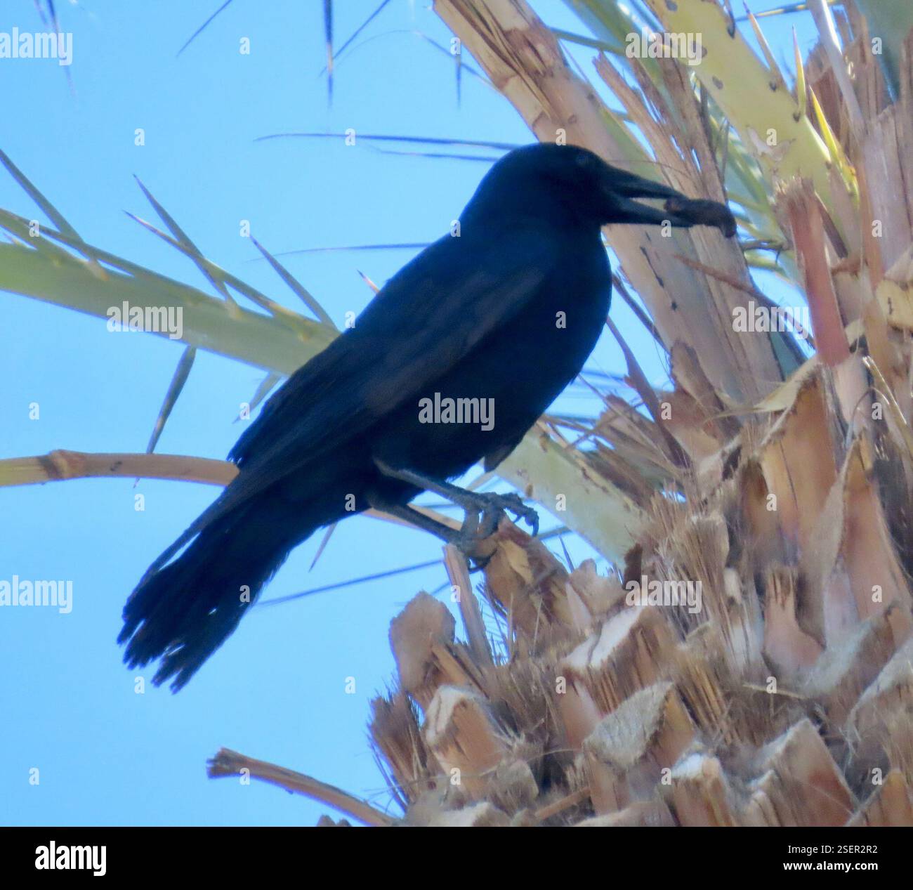 Common raven corvus corax flapping hi-res stock photography and images ...