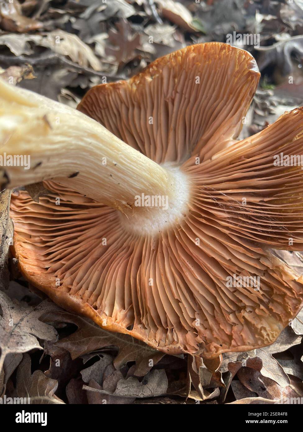 Bleachy Bleachy Entoloma (Entoloma ferruginans), Fungi, Evergreen, San Jose, CA ...