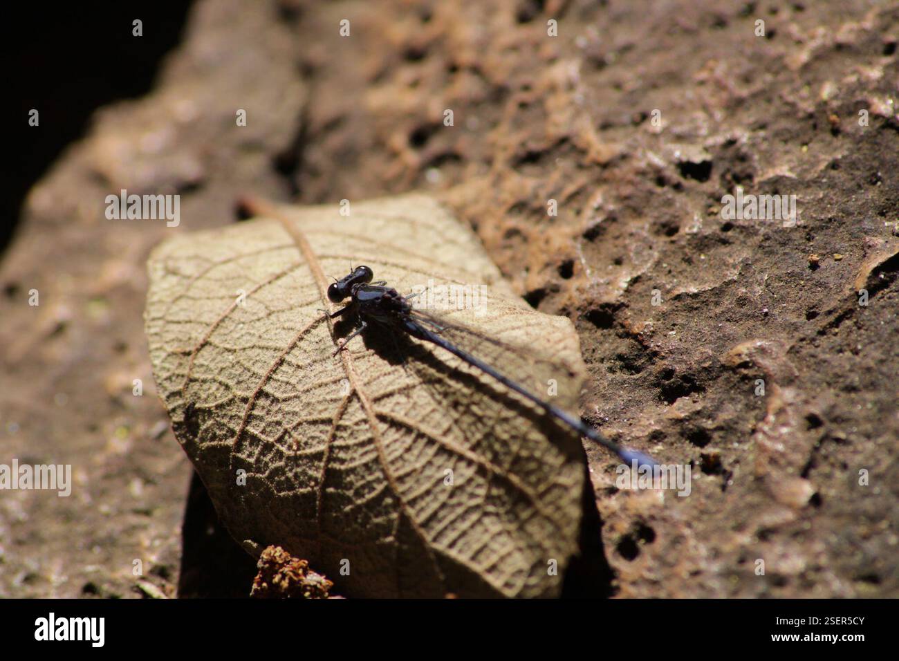 Purple Dancer (Argia pulla), Insecta, Tecolotlán, Jal., México Stock ...
