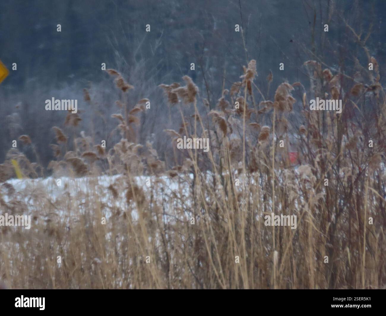 Bc Reeds common reed (Phragmites australis), Plantae, Espanola, ON P5E 1J1 ...