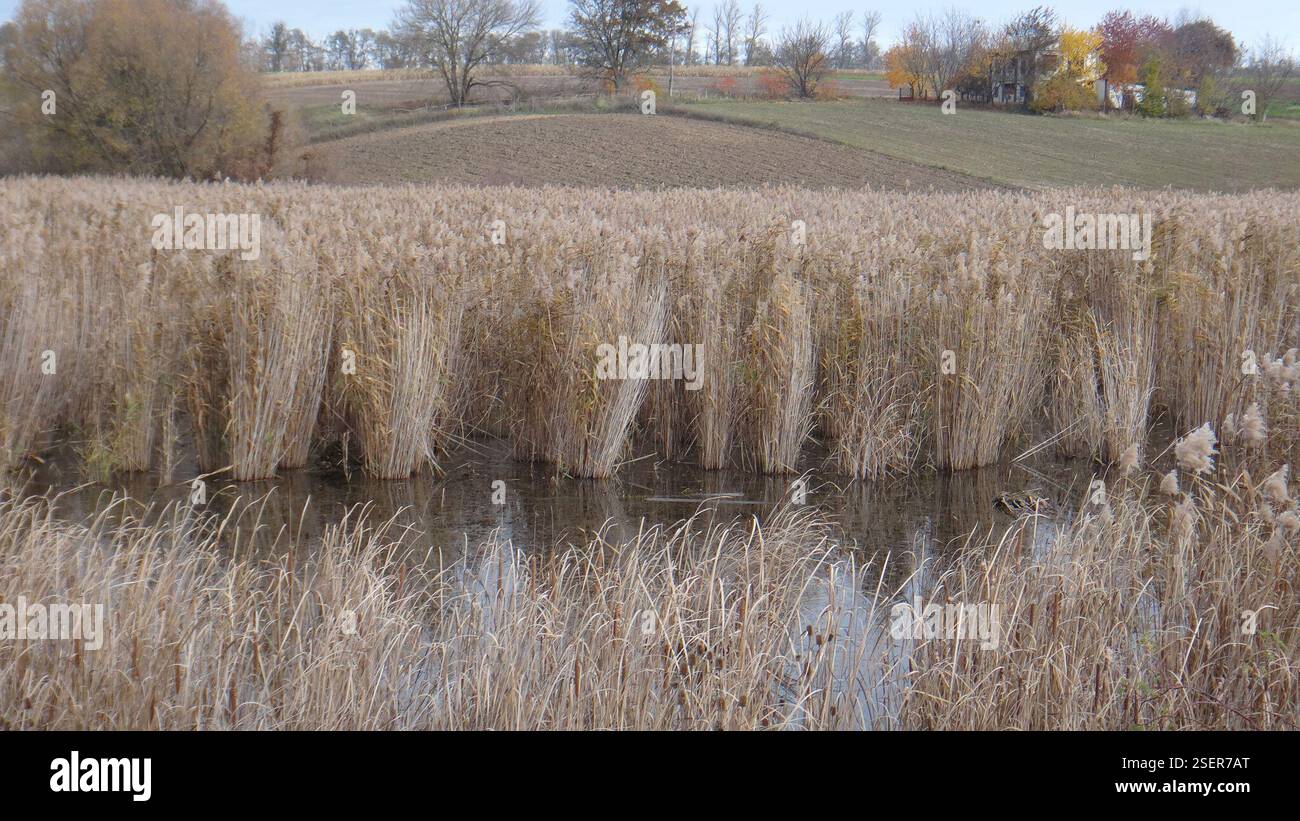 European reed (Phragmites australis australis), Plantae, Дзензелівка ...