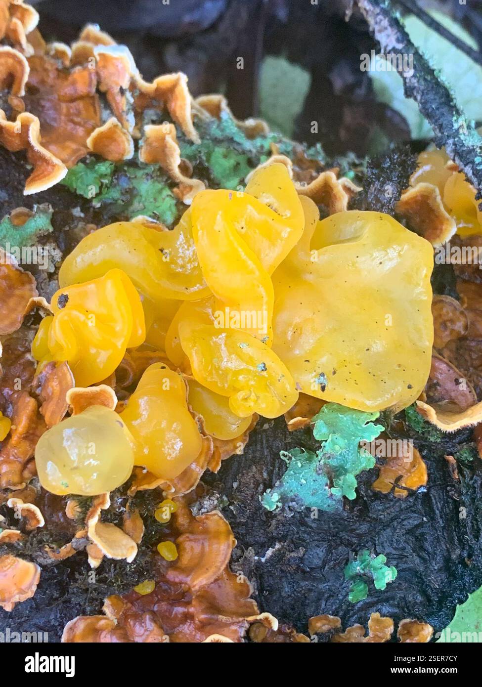 golden ear Naematelia aurantia - Golden Ear Naematelia Aurantia Fungi Hidden Falls Regional Park Auburn Ca Us 2SER7CY 