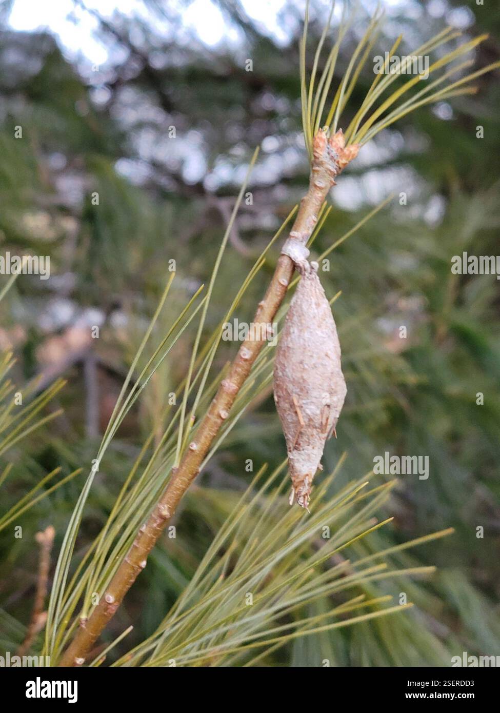 Evergreen Bagworm Moth (Thyridopteryx ephemeraeformis), Insecta, New ...
