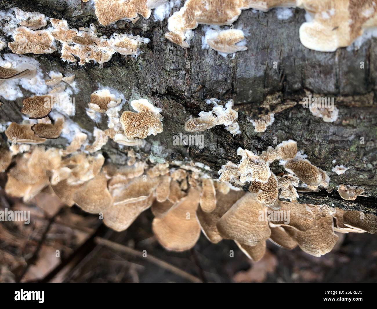 Fungi Including Lichens (Fungi), Fungi, Hartnett-Manhan Memorial Forest ...