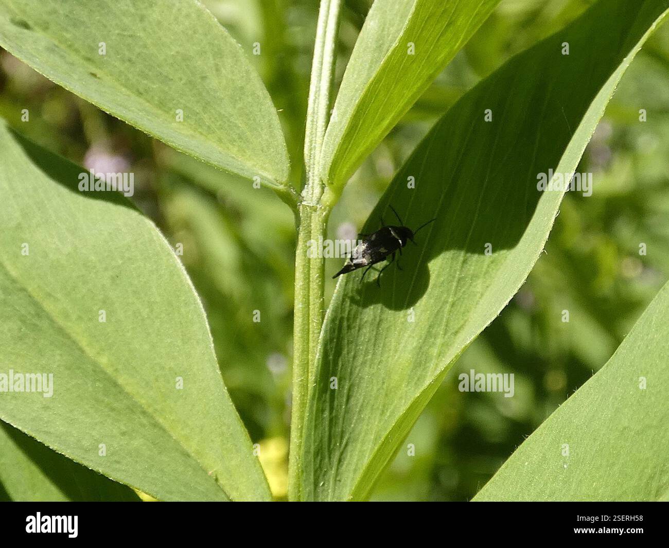 Tumbling Flower Beetles (Mordellidae), Insecta, El bajo talca Stock ...