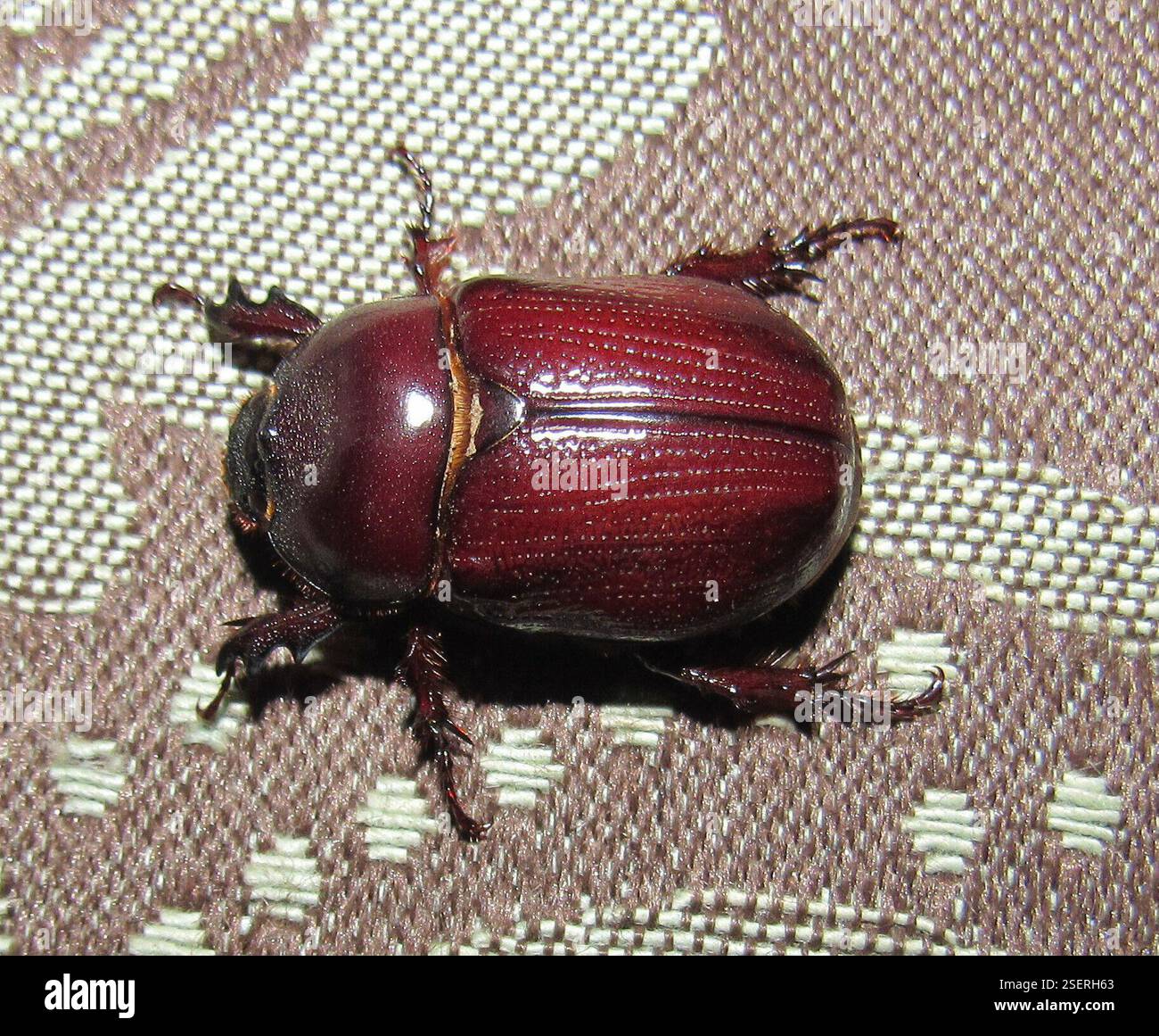 Rhinoceros Beetles (Dynastinae), Insecta, Urubici, SC, 88650-000 ...