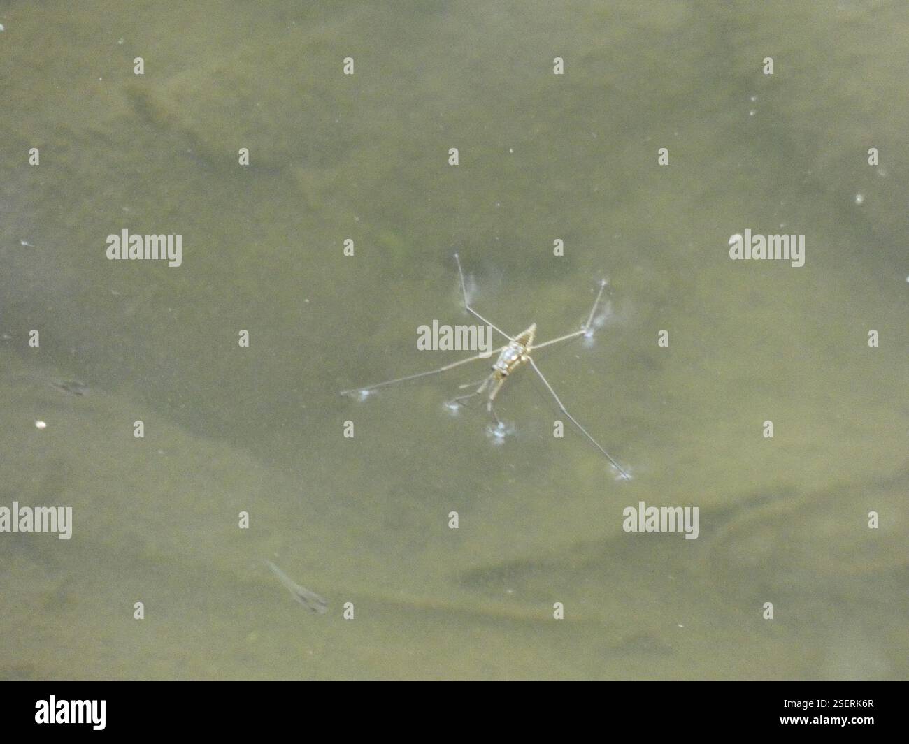 (Aquarius chilensis), Insecta, El bajo talca Stock Photo - Alamy