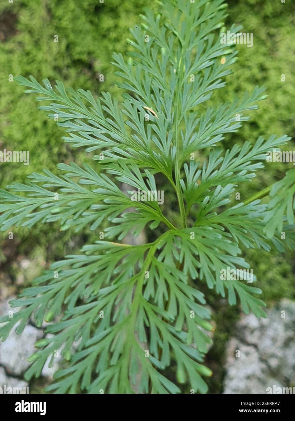 rabbit's foot ferns (Davallia), Plantae, Rainville, Paramaribo ...