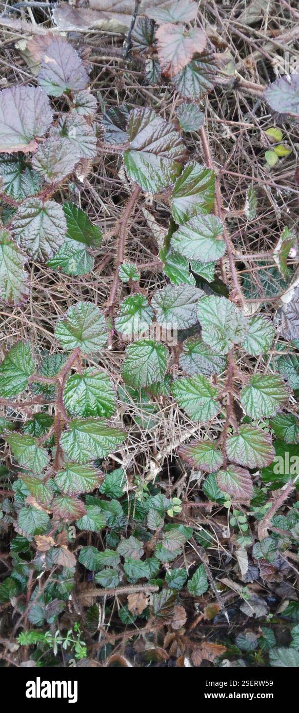 Chinese Bramble (Rubus tricolor), Plantae, Great Linford, Milton Keynes ...