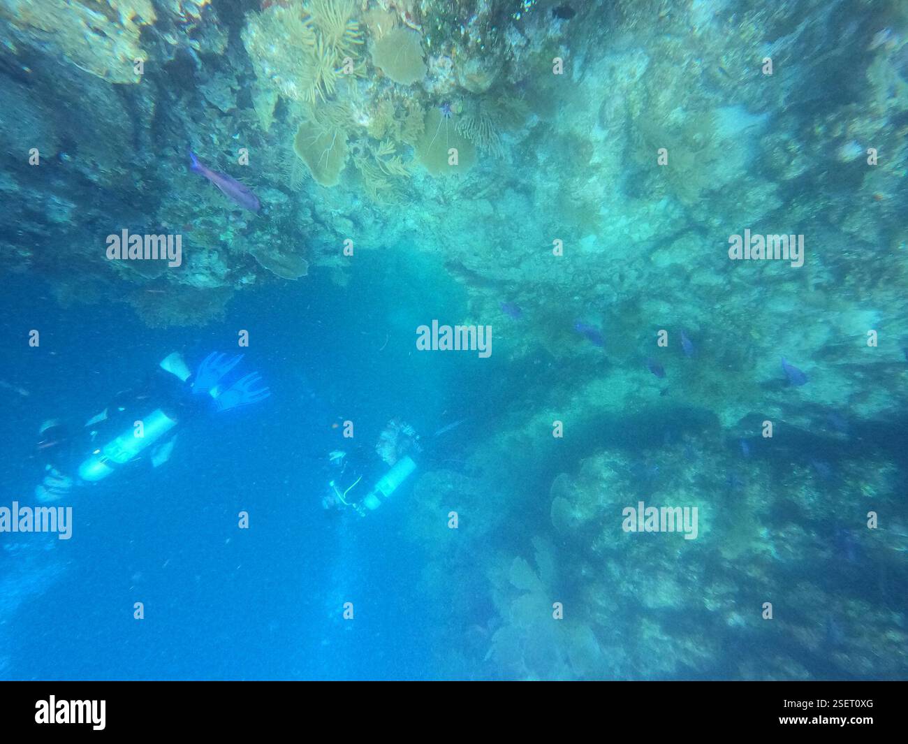 Creole Wrasse (Bodianus parrae), Actinopterygii, Roatán, HN-IB, HN ...