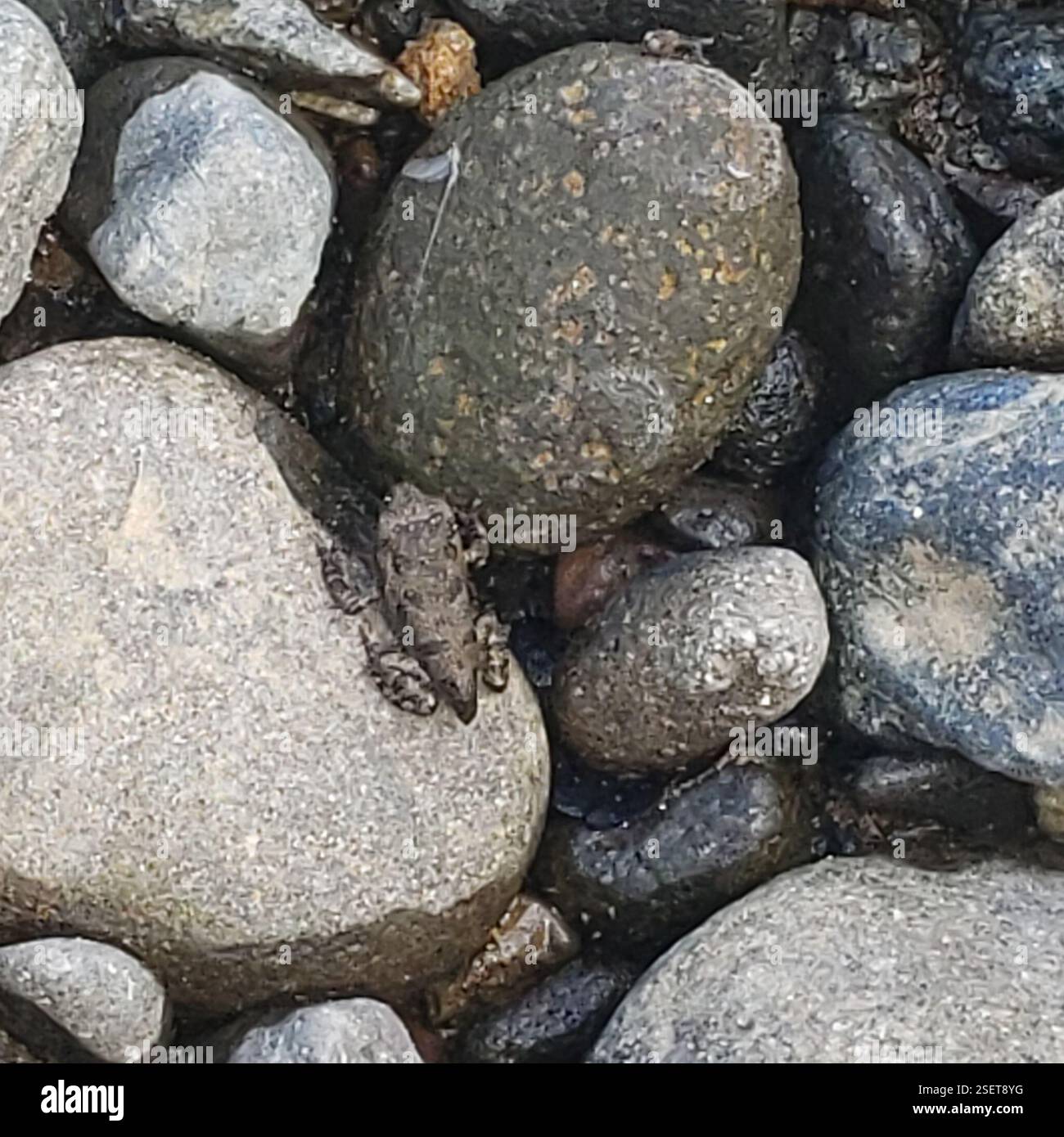 True Toads (Bufonidae), Amphibia, Changuinola, PA-BC, PA Stock Photo ...
