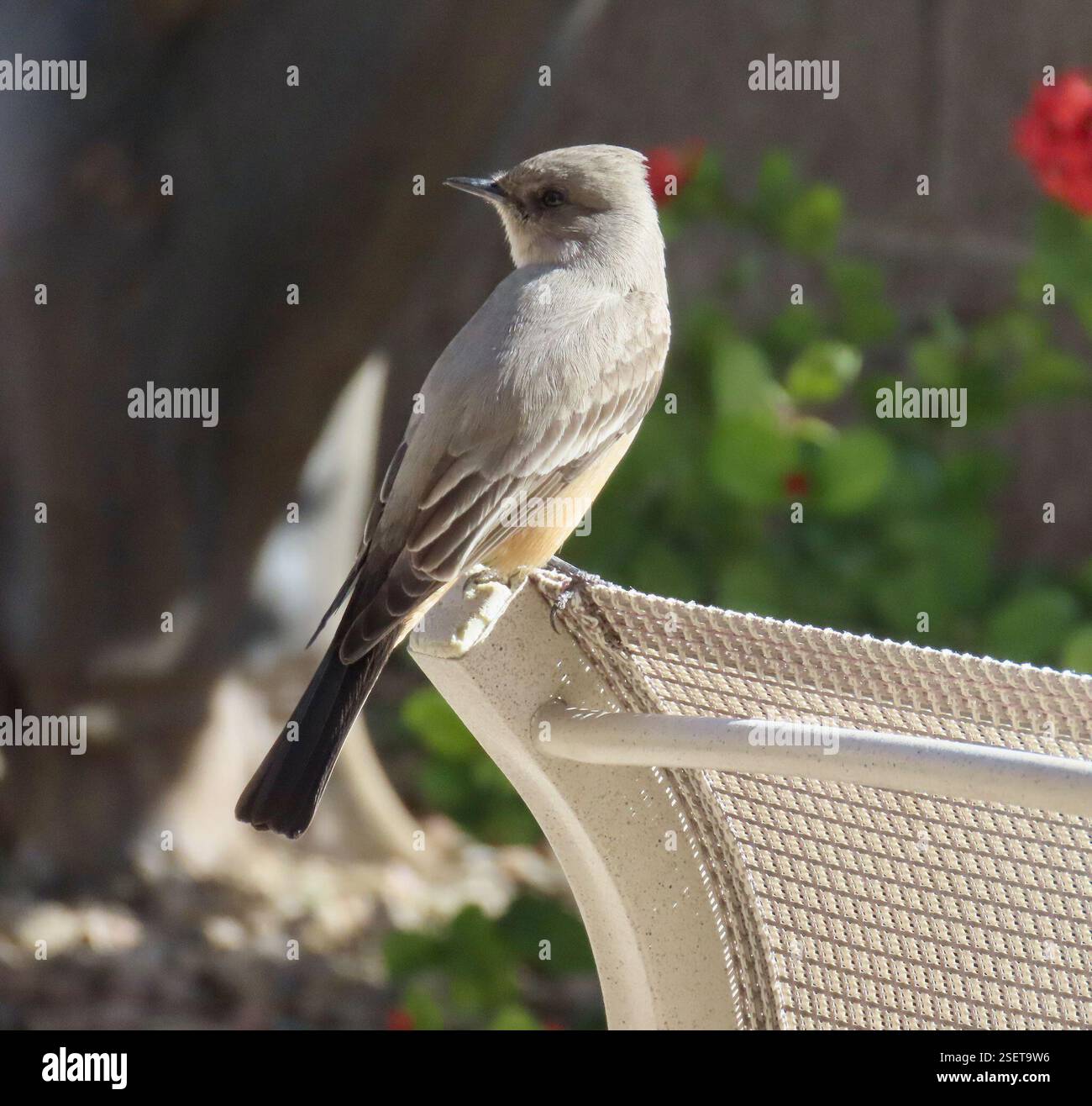 Say s Phoebe Sayornis Saya Aves Signal Ct Palm Desert CA US Say Say s phoebe sayornis saya aves signal ct palm desert ca us say