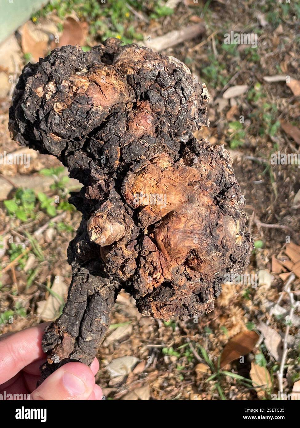 bacterial crown gall (Agrobacterium radiobacter), , Uptown Central, San ...