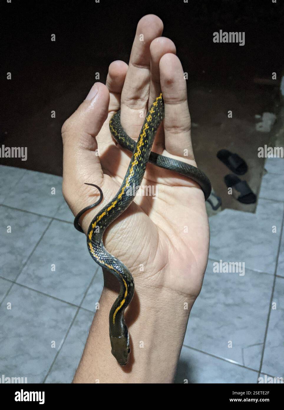 Black Copper Rat Snake (Coelognathus flavolineatus), Reptilia, CQ65+VHC ...