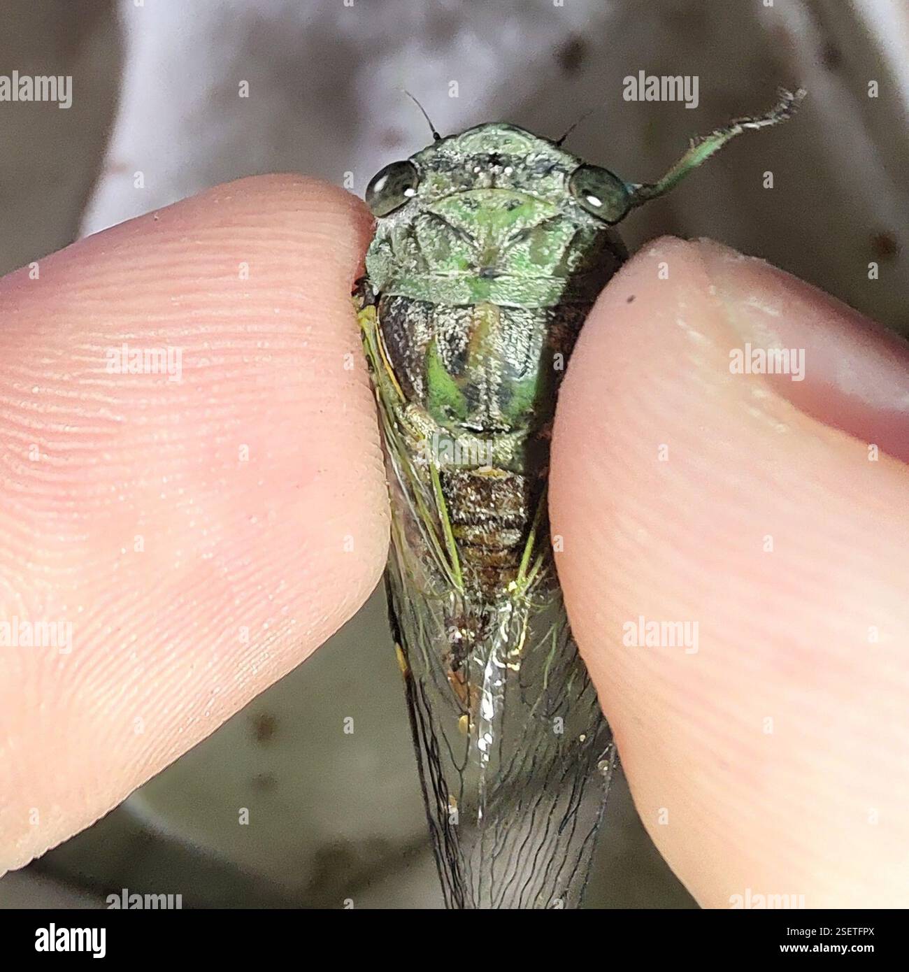 Typical Cicadas (Cicadidae), Insecta, Agronomia, Porto Alegre - RS ...