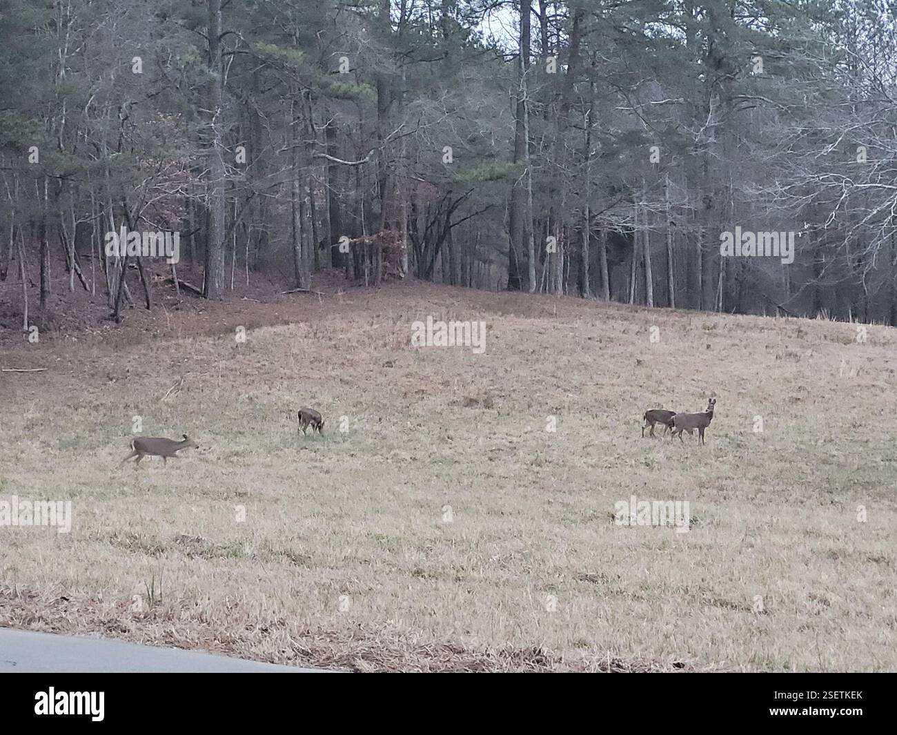 Deer Rome White-tailed Deer (Odocoileus virginianus), Mammalia, Rome, GA 30161 ...