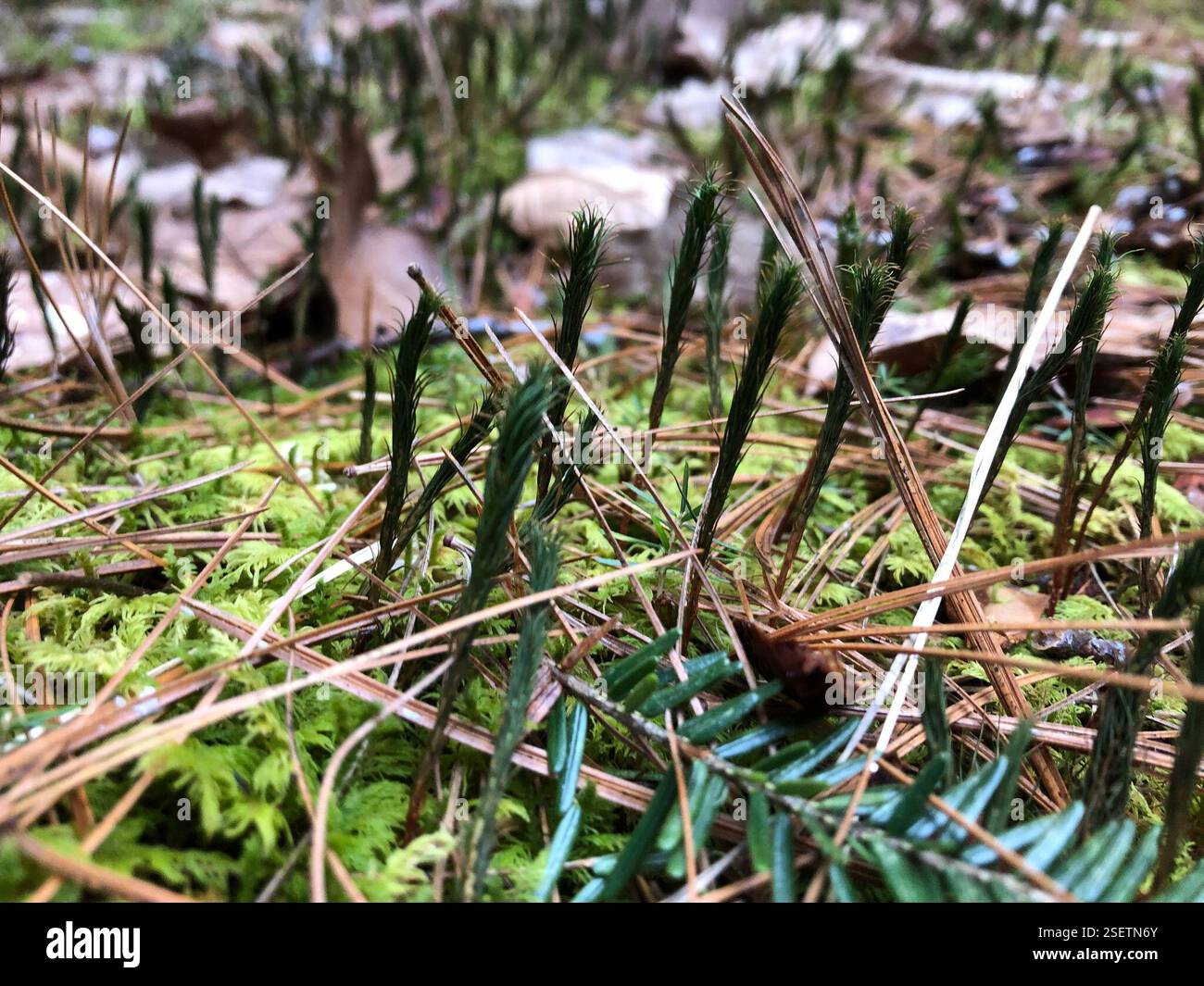 mosses (Bryophyta), Plantae, Hartnett-Manhan Memorial Forest ...