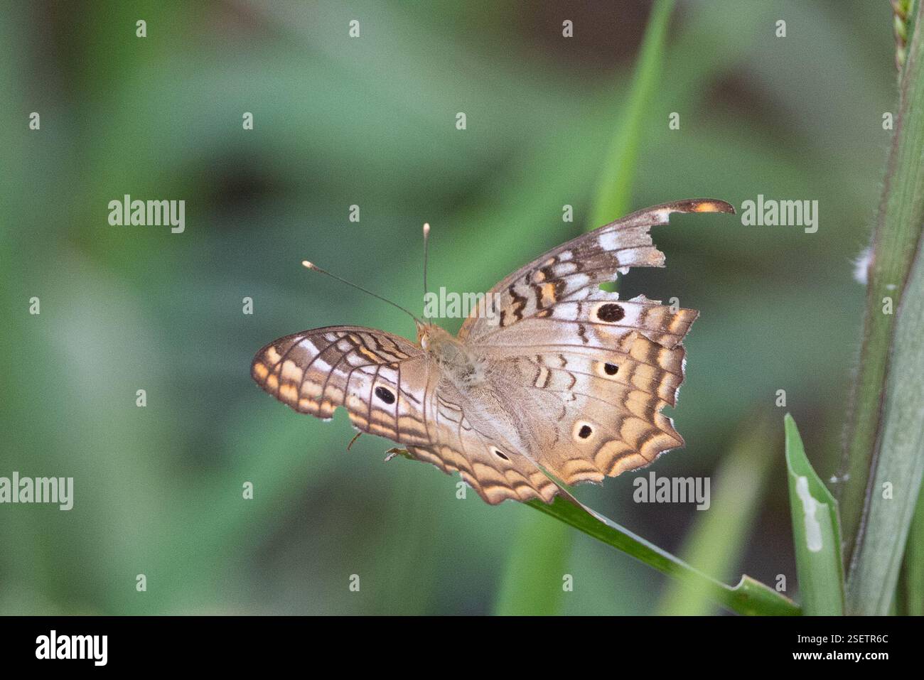 Lajas puerto rico hi-res stock photography and images - Alamy
