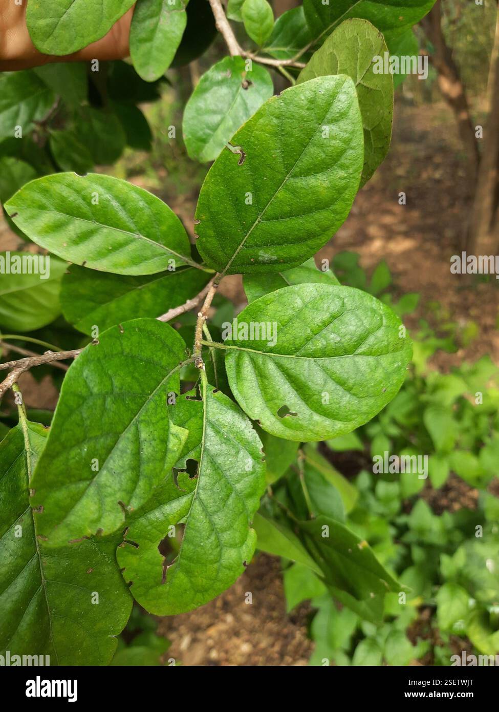 Ehretia laevis hi-res stock photography and images - Alamy