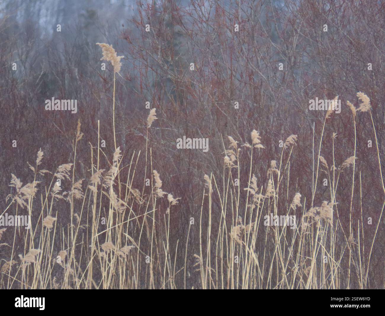 Bc Reeds common reed (Phragmites australis), Plantae, Algoma District, ON ...
