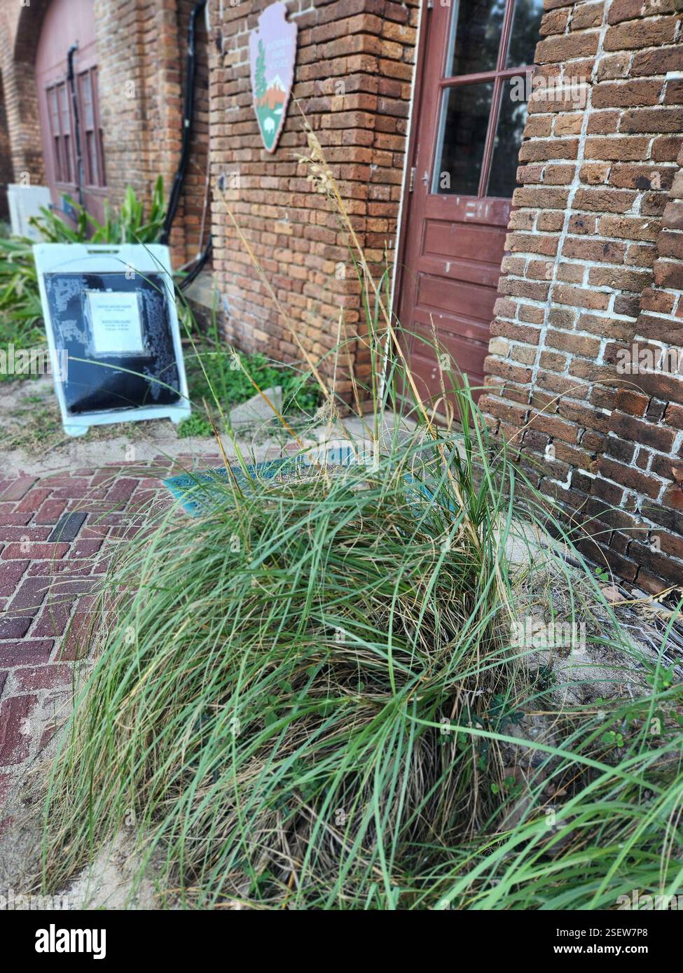 Uniola sea oats (Uniola paniculata), Plantae, Dry Tortugas National Park ...