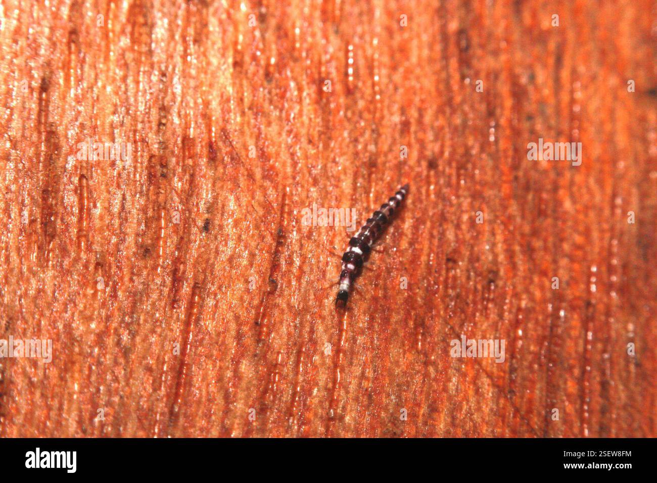 One Winged Insect Winged and Once-winged Insects (Pterygota), Insecta, Oxapampa, Peru ...