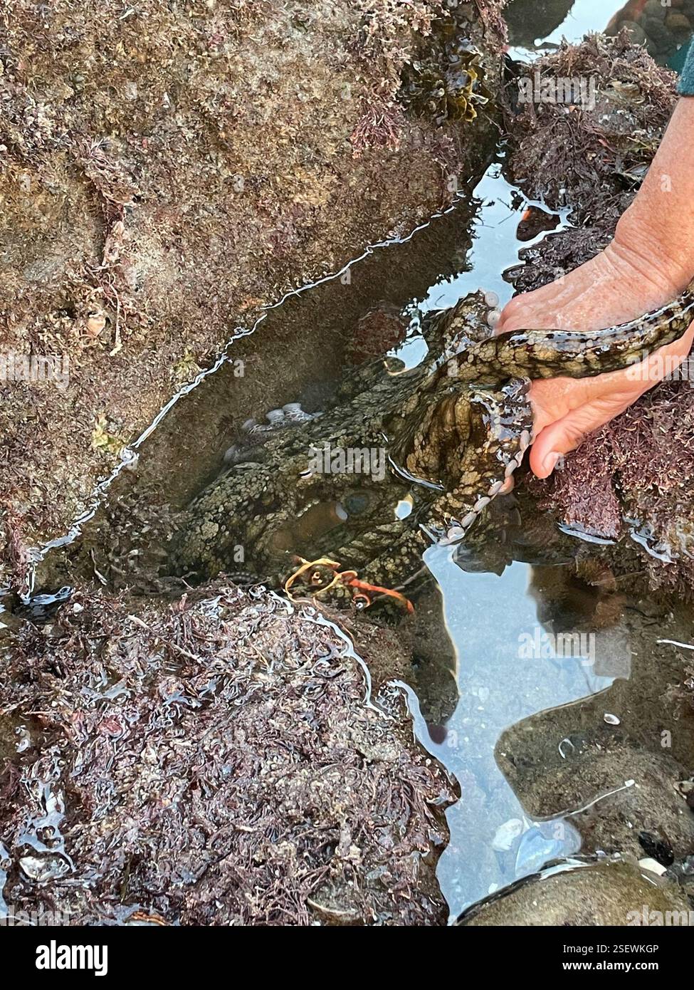 Lesser Two-spot Octopus (Octopus bimaculoides), Mollusca, North Pacific ...