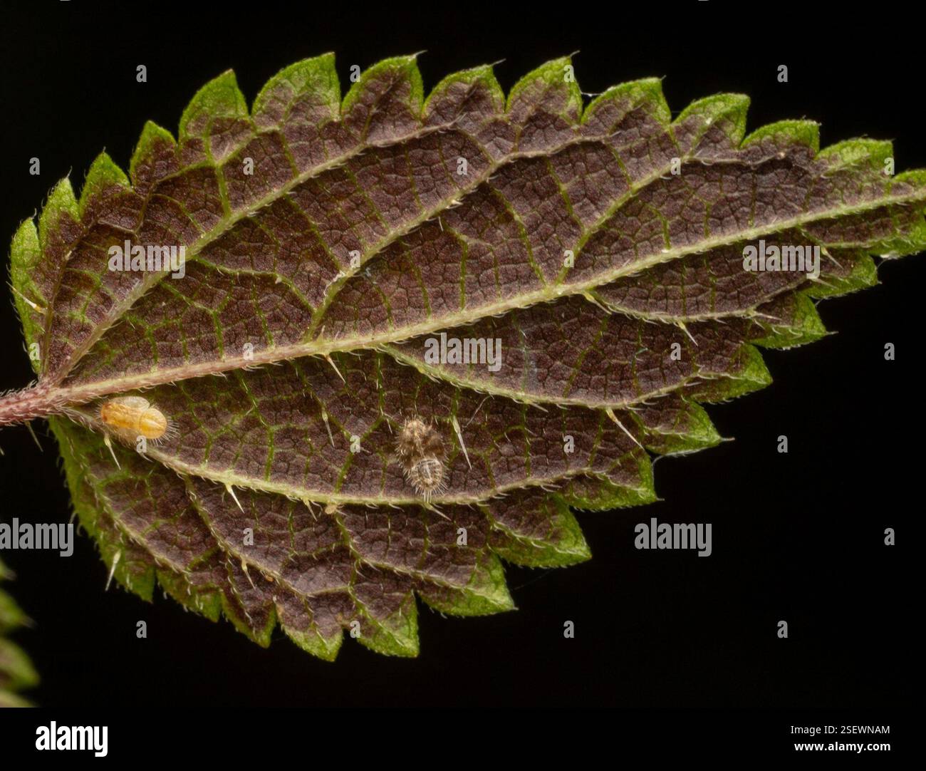 Trioza urticae hi-res stock photography and images - Alamy