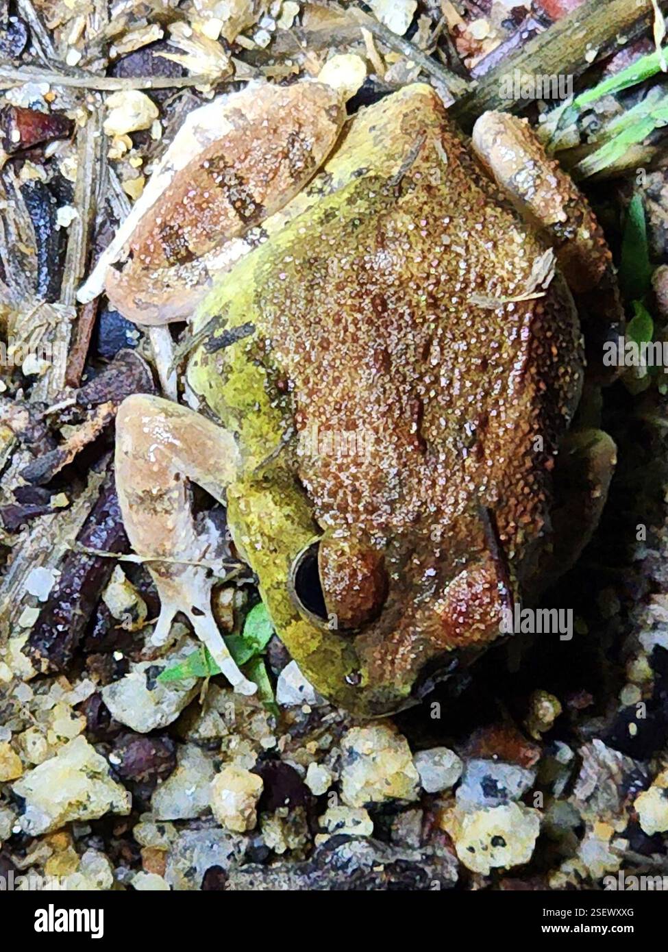 Ornate Burrowing Frog (Platyplectrum ornatum), Amphibia, Bouldercombe ...