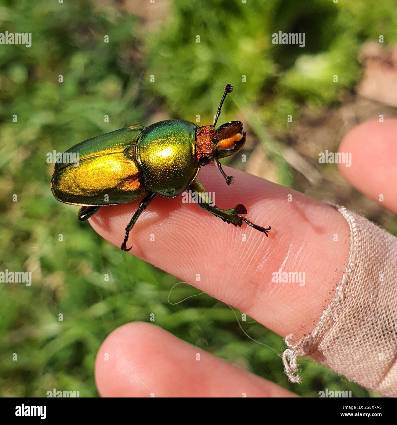 Golden Stag Beetle (Lamprima aurata), Insecta, Australian Capital ...