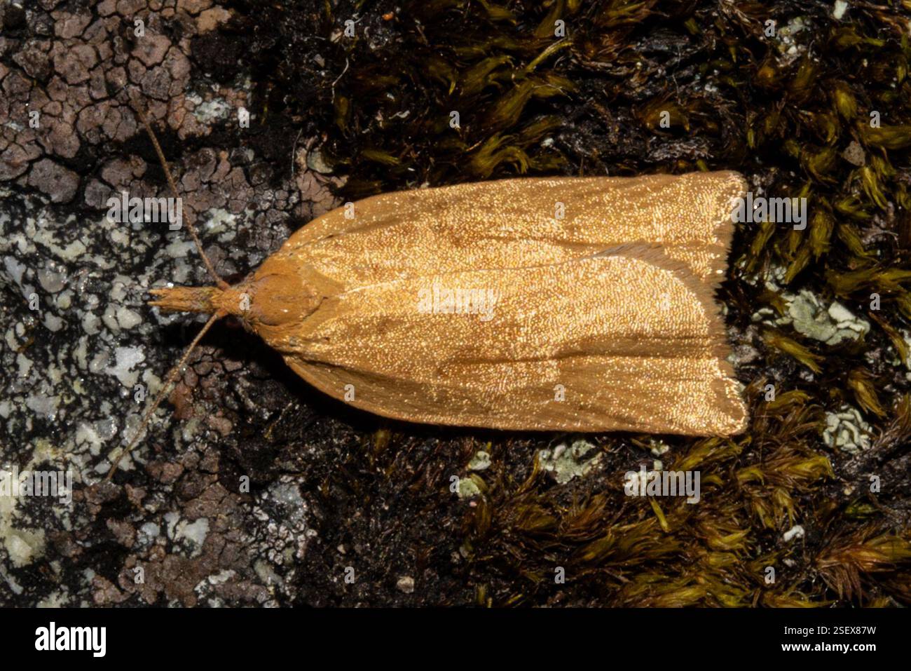 (Archipini), Insecta, Southland District, Southland, New Zealand, The ...