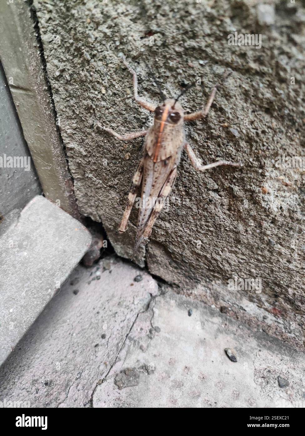 Egyptian Bird Grasshopper (Anacridium aegyptium), Insecta, 28062 Cameri ...