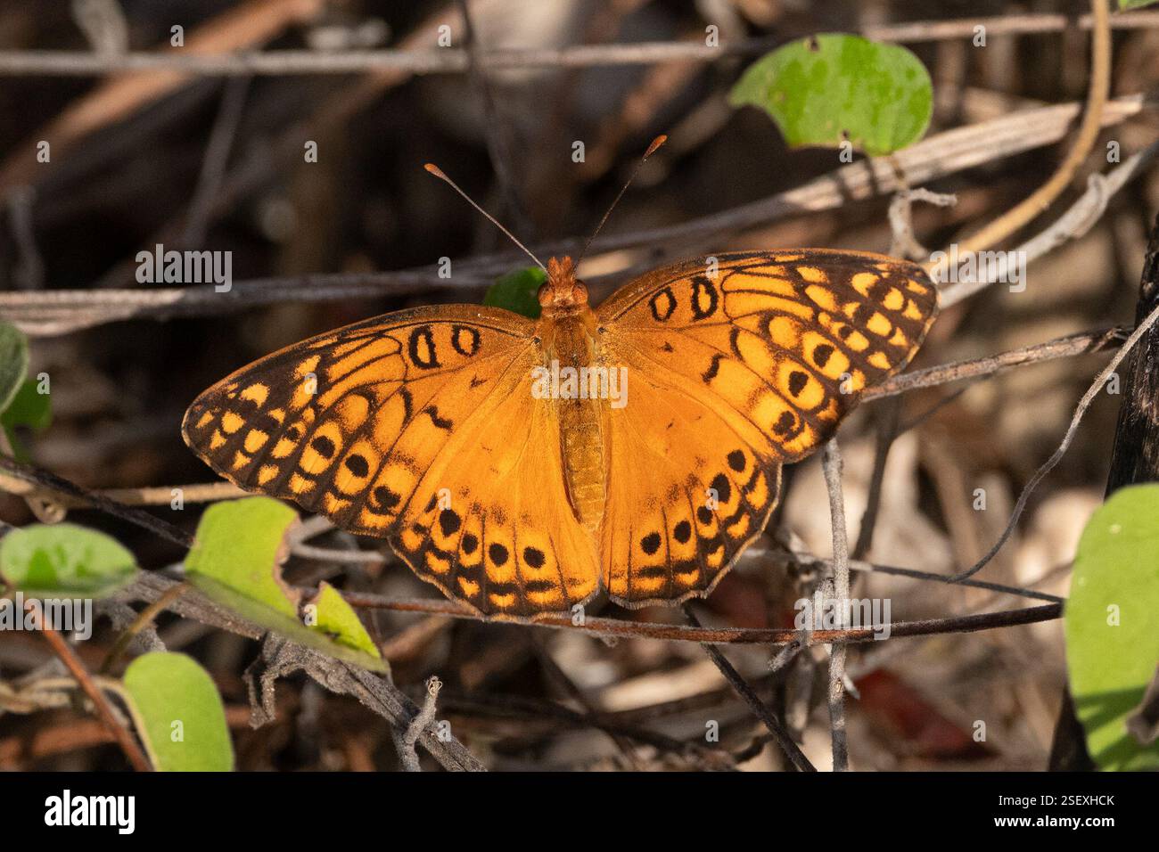 Mexican Fritillary (Euptoieta hegesia), Insecta, Carenero, Guánica ...