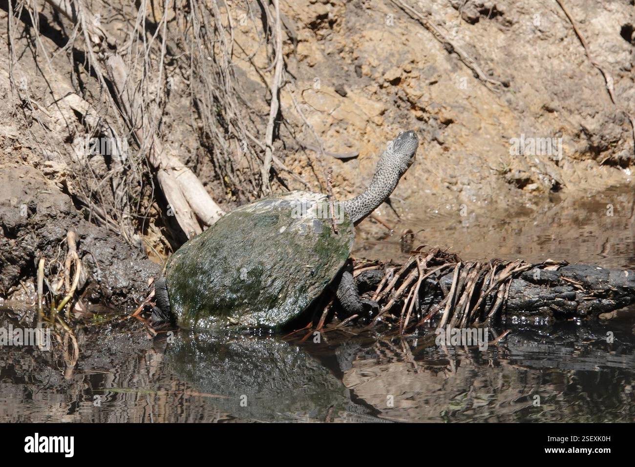 Eastern snake necked turtle hi-res stock photography and images - Alamy