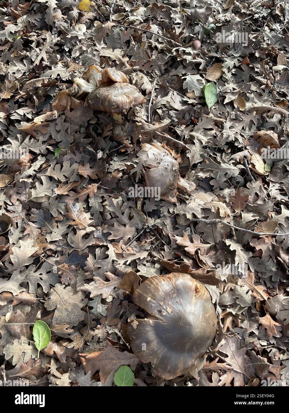 Bleachy Bleachy Entoloma (Entoloma ferruginans), Fungi, Evergreen, San Jose, CA ...