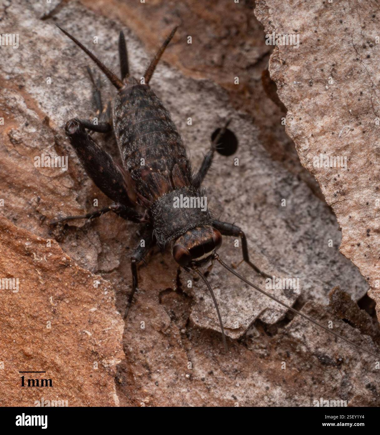 Bar-Faced Ground Crickets (Pictonemobius), Insecta, Duval, Florida ...