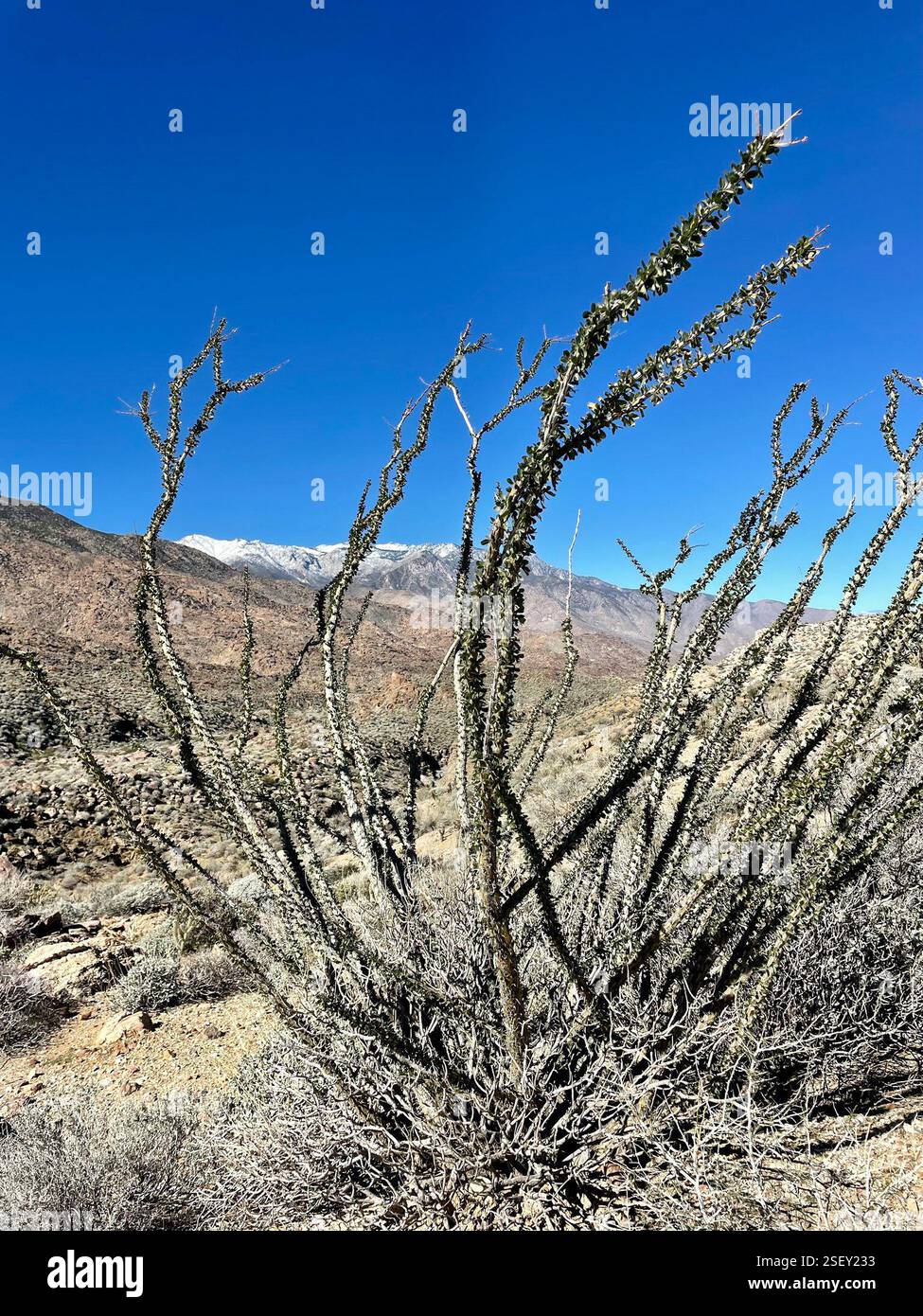 Fouquieria Splendens, Ocotillo, 10 Semillas, Mp | Meses Sin Inter&eacute;s