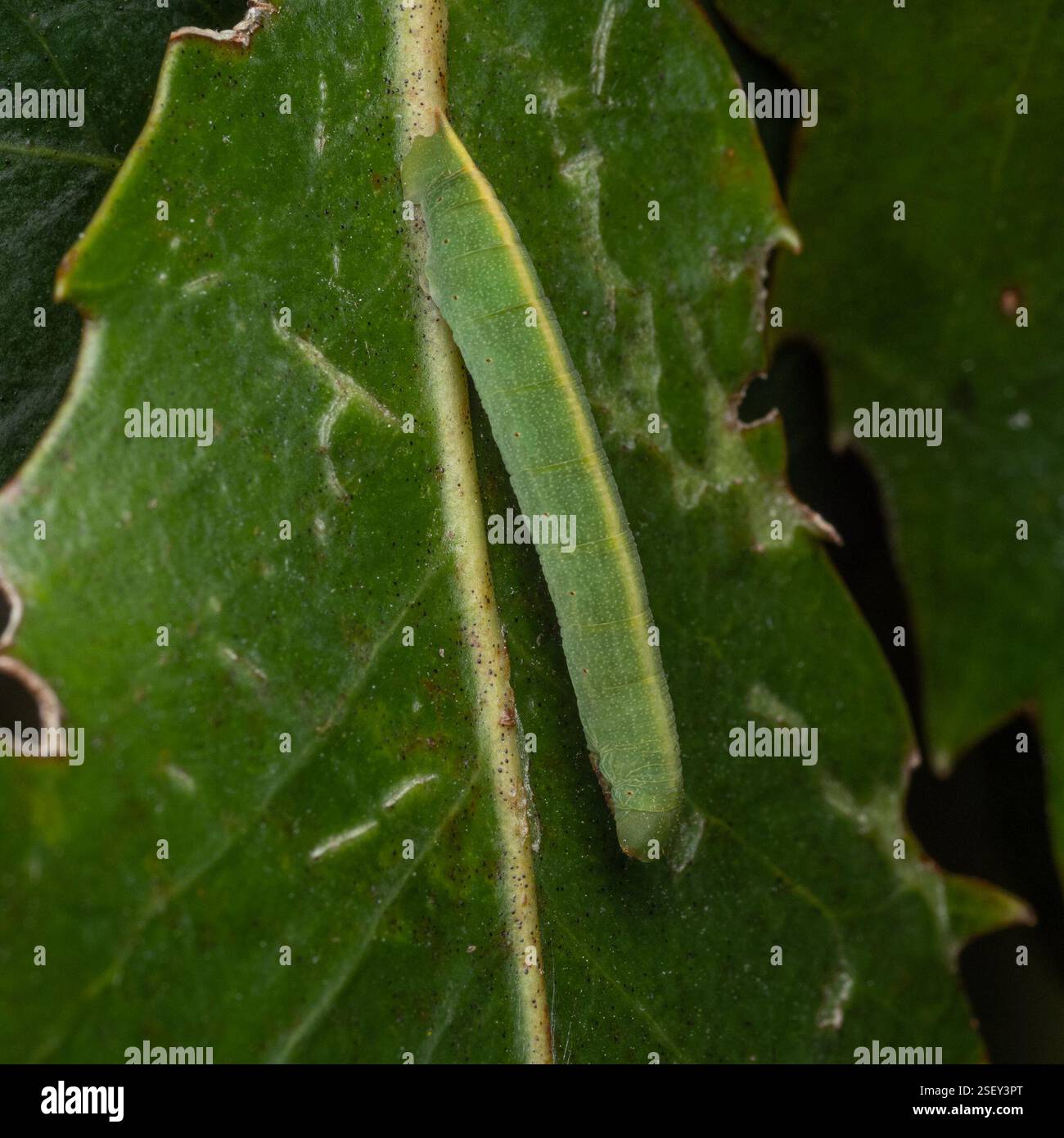 Lopper Insekt Five Finger Looper (Xyridacma alectoraria), Insecta, Long Bay, New ...